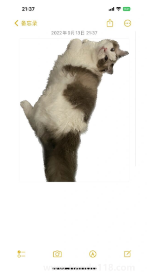 ios16摳圖可以放到哪里2