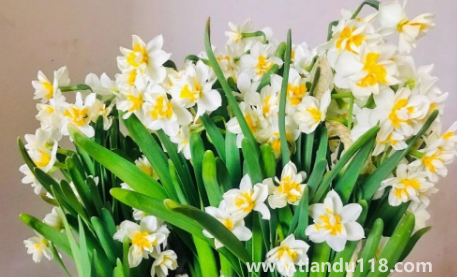 2022年11月能種水仙花嗎(水仙花可以連續(xù)種植嗎)(圖1) 2022年11月能種水仙花嗎1