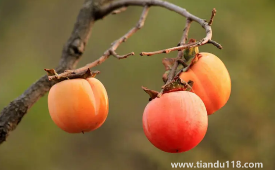 柿子和螃蟹間隔兩小時(shí)可以吃嗎(吃螃蟹不能吃什么)(圖3) 柿子和螃蟹間隔兩小時(shí)可以吃嗎3