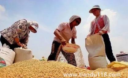 小麥?zhǔn)撬抵胺N還是之后(霜降種麥的相關(guān)說(shuō)法有哪些)(圖2) 小麥?zhǔn)撬抵胺N還是之后2