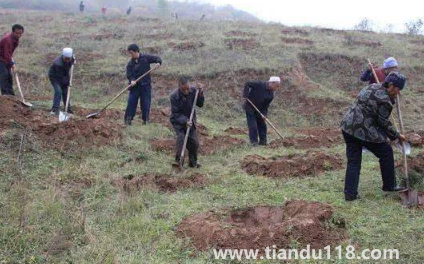 霜降以后還能種樹嗎(霜降后果樹能栽活嗎)(圖2) 霜降以后還能種樹嗎2