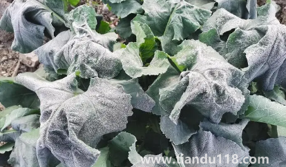 2022年霜凍會早來還是晚來(霜凍和霜降有啥不一樣)(圖2) 2022年霜凍會早來還是晚來2