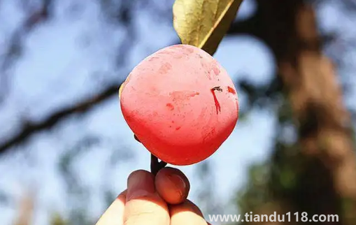 火葫蘆柿子和火晶柿子是一個(gè)品種嗎3