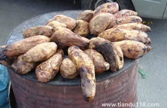 一個烤紅薯的熱量相當于多少米飯的熱量(烤紅薯怎么吃減肥)(圖3) 一個烤紅薯的熱量相當于多少米飯的熱量3