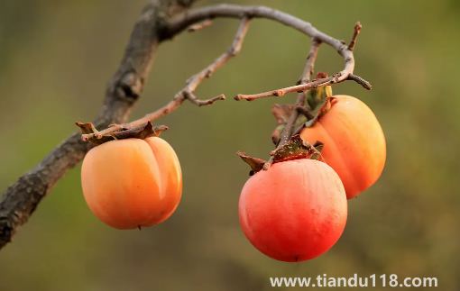 柿子和雞蛋一起吃了怎么辦1