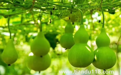 葫蘆是不是不能掛一對(duì) 3