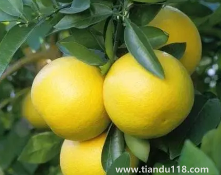 葡萄柚酸放幾天會(huì)不會(huì)甜(吃葡萄柚的注意事項(xiàng))(圖2) 葡萄柚酸放幾天會(huì)不會(huì)甜2