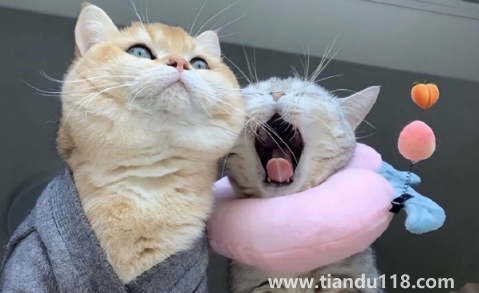 為什么戀愛長跑會容易分手(長跑戀愛走不到最后的原因)(圖1) 為什么戀愛長跑會容易分手1