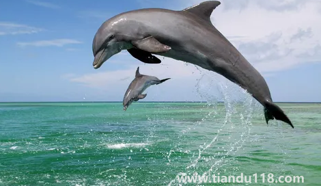 虎鯨到底是海豚還是鯨魚(yú)(虎鯨有多重多少噸)(圖2) 虎鯨到底是海豚還是鯨魚(yú)2