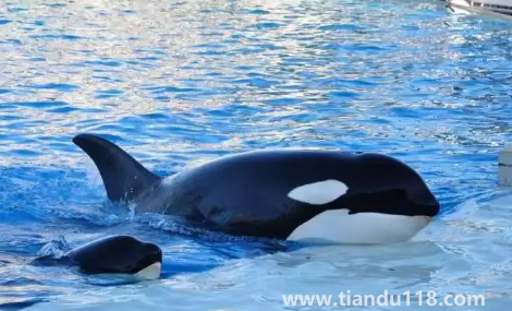 虎鯨到底是海豚還是鯨魚(yú)(虎鯨有多重多少噸)(圖1) 虎鯨到底是海豚還是鯨魚(yú)1