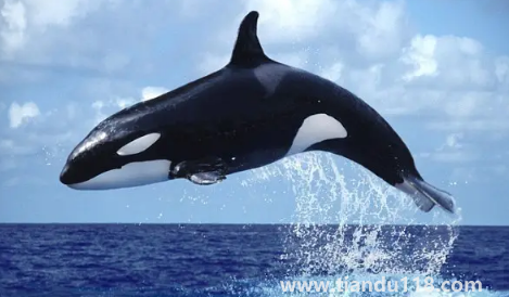 虎鯨到底是海豚還是鯨魚(yú)(虎鯨有多重多少噸)(圖3) 虎鯨到底是海豚還是鯨魚(yú)3