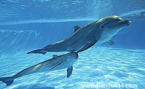 虎鯨為什么討厭海豚2