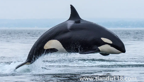 虎鯨表演對虎鯨的傷害3