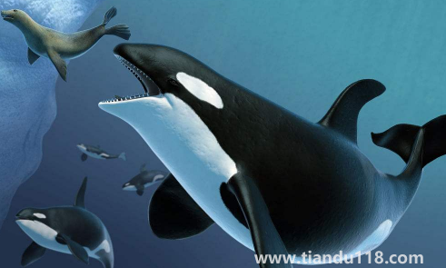 虎鯨為什么對人類友好最科學(xué)最權(quán)威解釋(人一般掉進海里虎鯨會救嗎)(圖2) 虎鯨為什么對人類友好最科學(xué)最權(quán)威解釋2