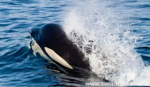 虎鯨為什么對人類友好最科學(xué)最權(quán)威解釋(人一般掉進海里虎鯨會救嗎)(圖3) 虎鯨為什么對人類友好最科學(xué)最權(quán)威解釋3