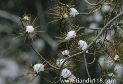 2022小雪節(jié)氣是初冬嗎（小雪節(jié)氣宜什么不宜什么）