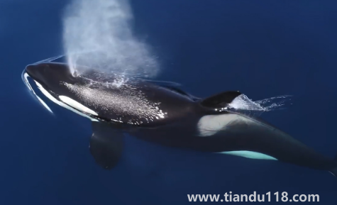 虎鯨說臟話是真是假（虎鯨和鯊魚誰最厲害）