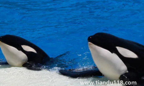 虎鯨說臟話是真是假(虎鯨和鯊魚誰最厲害)(圖3) 虎鯨說臟話是真是假3