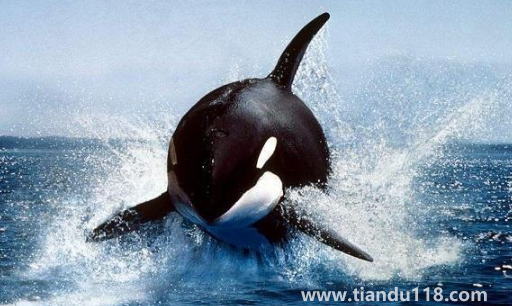 虎鯨受傷了向人類求助會怎么樣2