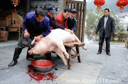 2023年臘月初一殺豬好不好(哪些地方有殺年豬的習(xí)俗)(圖2) 2023年臘月初一殺豬好不好2