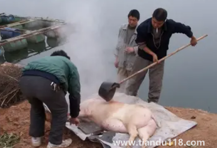 2023年臘月初一殺豬好不好（哪些地方有殺年豬的習俗）