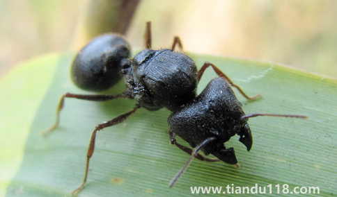 螞蟻放進微波爐里加熱會死嗎（家里有螞蟻窩怎么處理）