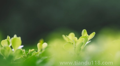 一年無春為什么說寡婦年（寡婦年是什么意思）